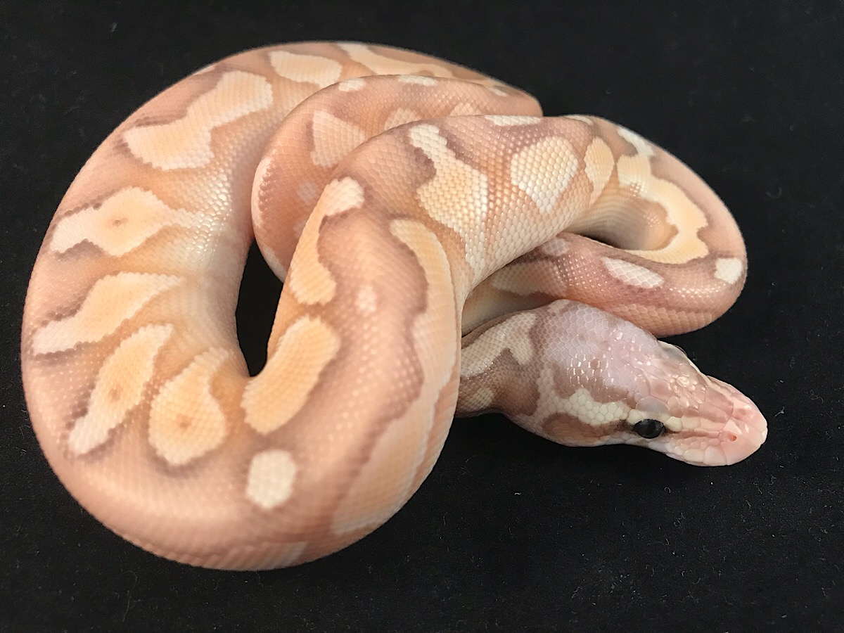 Banana Ball Butter Cinnamon Enchi Pastel