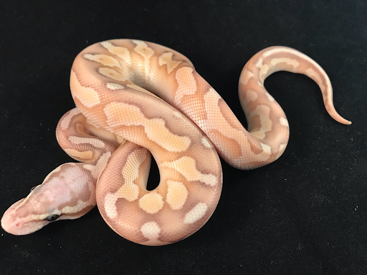 Banana Ball Butter Cinnamon Enchi Pastel