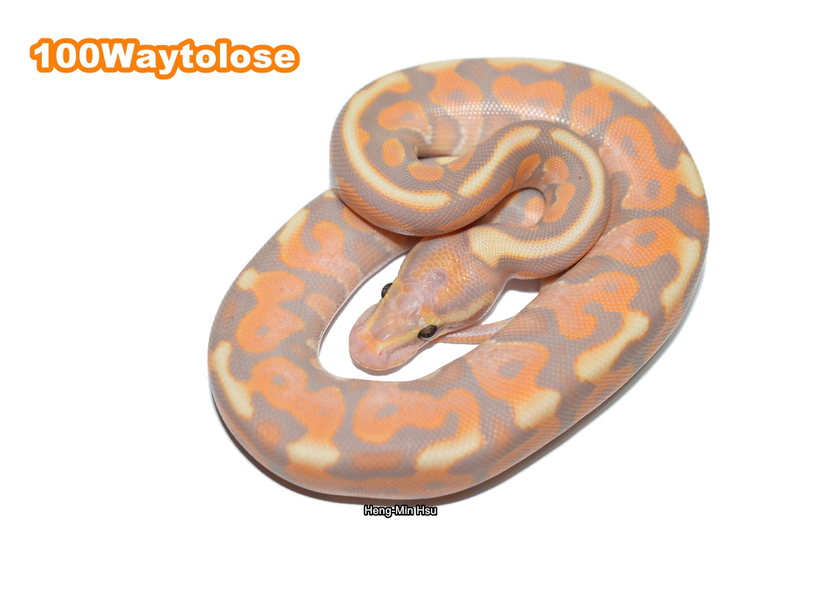 Morph List World of Ball Pythons
