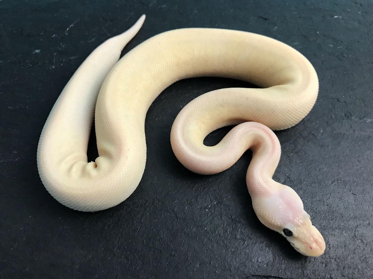 Banana Ball Cinnamon Fire Pastel Pinstripe