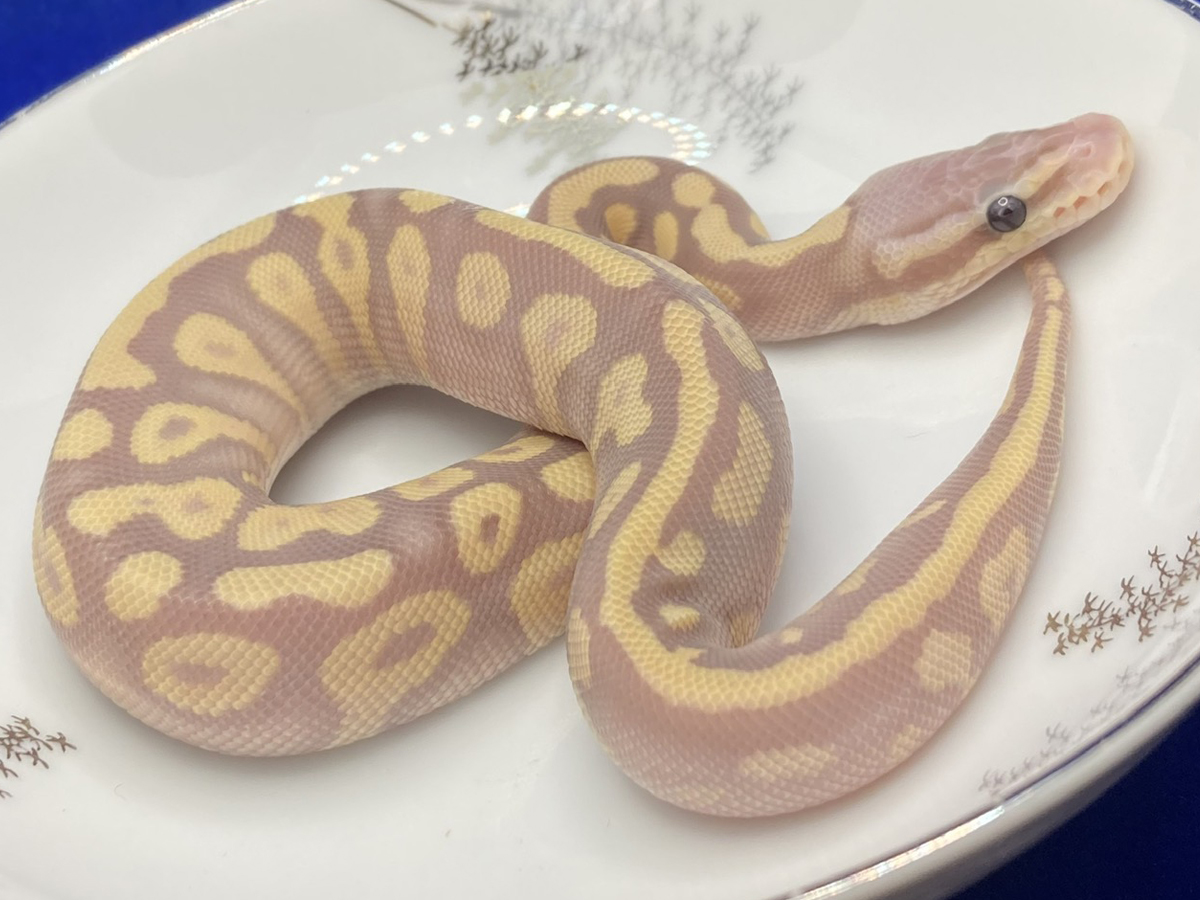 Morph List World of Ball Pythons