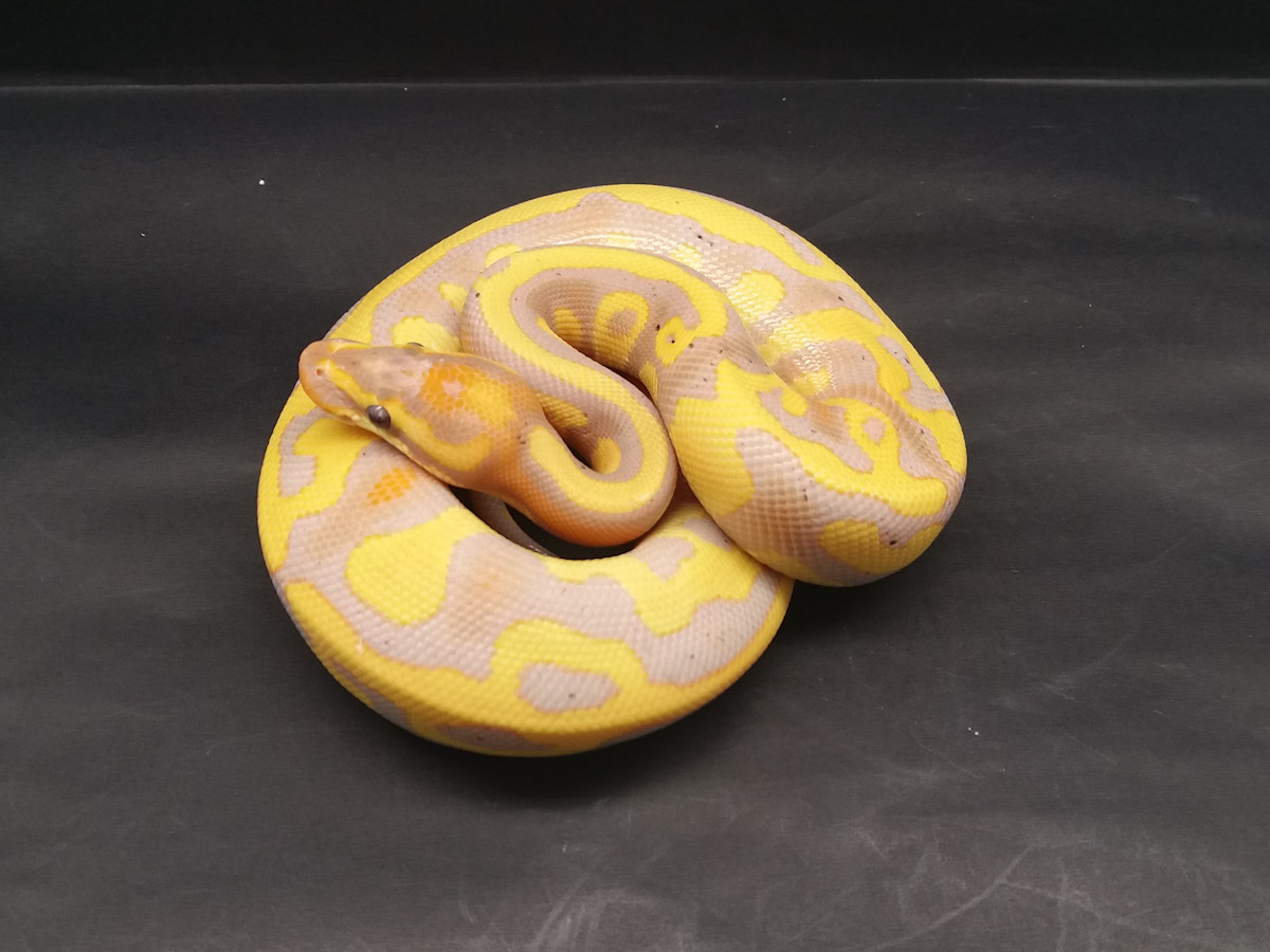 Banana Ball Enchi Leopard Ball