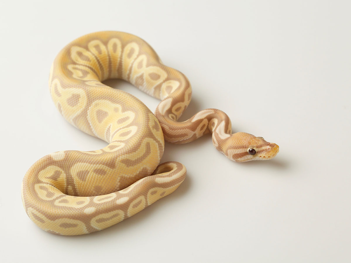 Banana Ball Enhancer Ball Het Red Axanthic