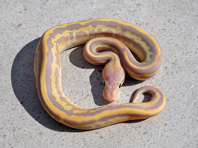 Banana Fire Leopard Mystic