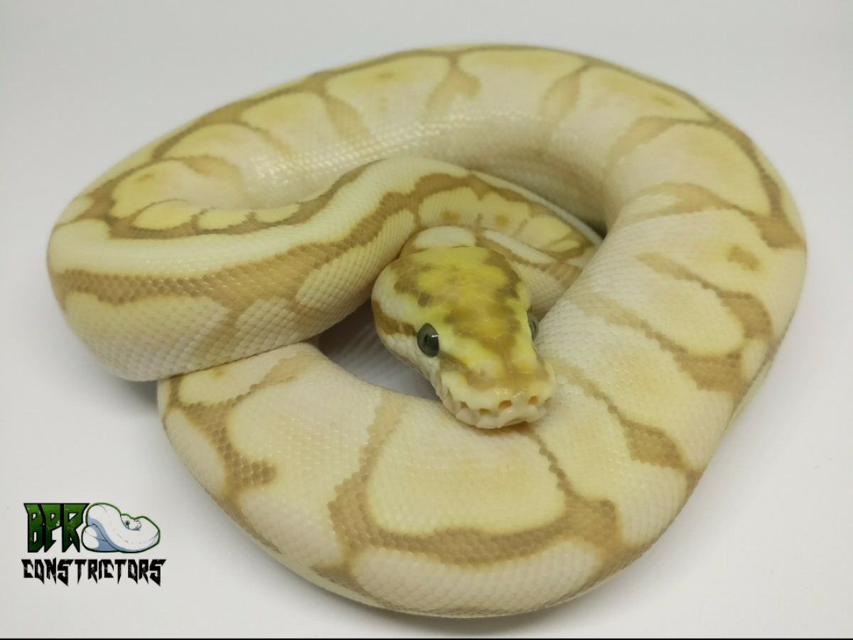 Banana Lesser Spider