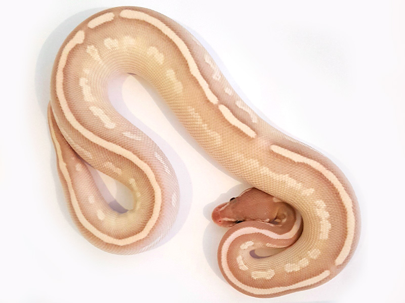 Banana Mojave Phantom