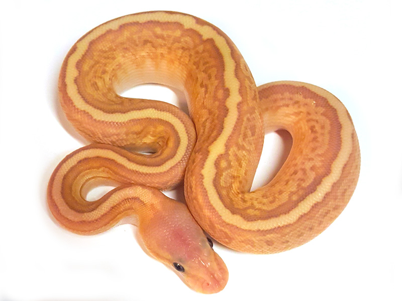 Banana Black Pastel Butter Pinstripe