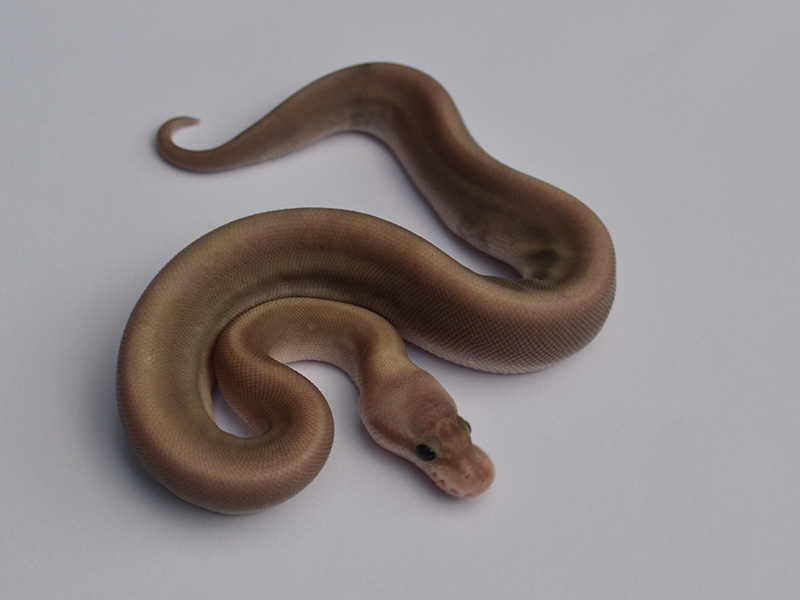 Banana Black Pastel Cinnamon Pastel - Barnhart Line