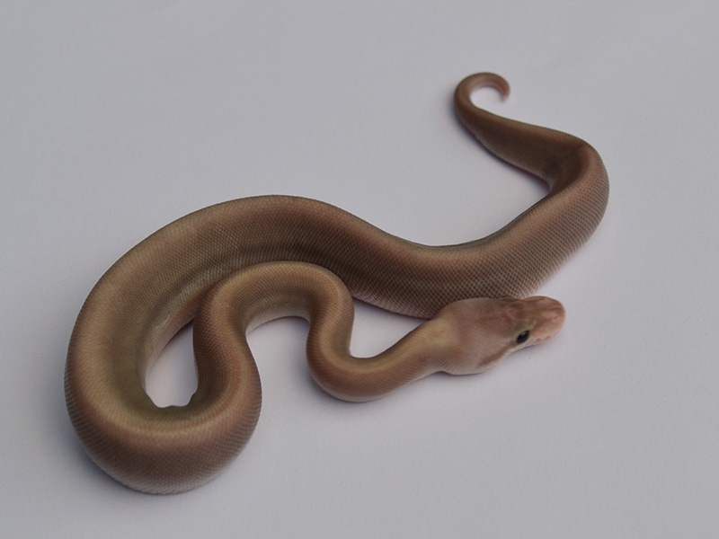 Banana Black Pastel Cinnamon Pastel - Barnhart Line