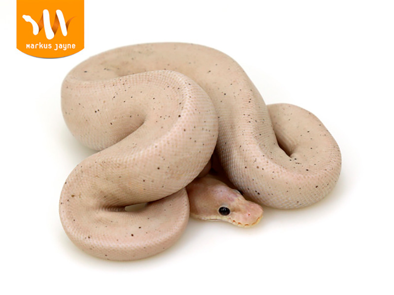 Banana Black Pastel Cinnamon