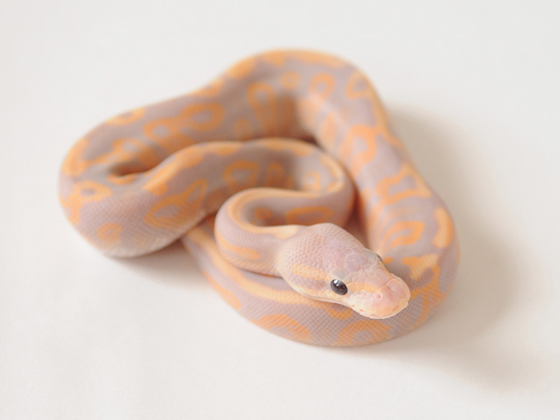 Banana Black Pastel Enchi Fire