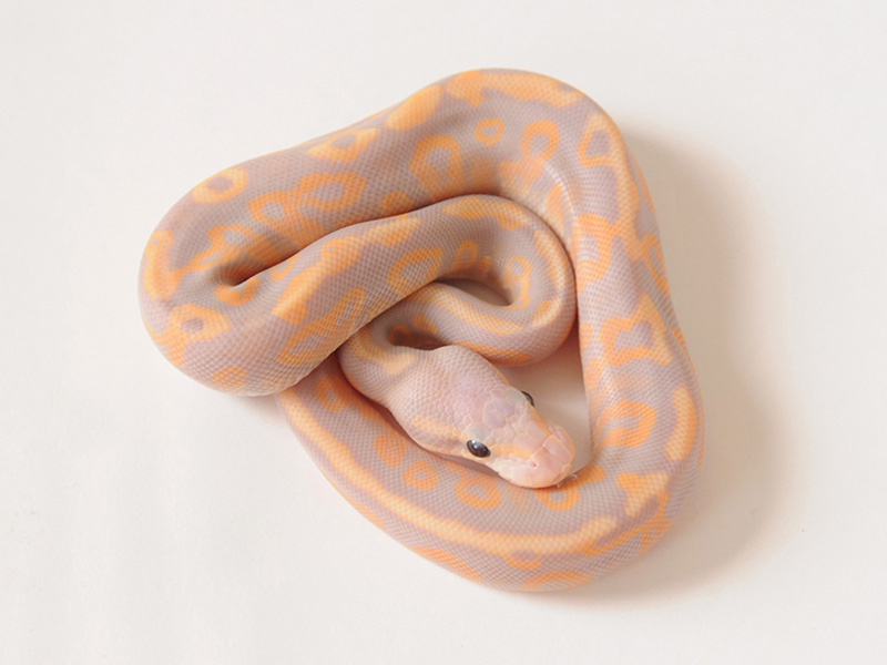 Banana Black Pastel Enchi Fire