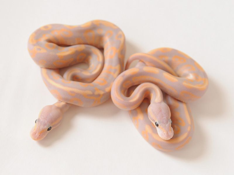 Banana Black Pastel Enchi Fire