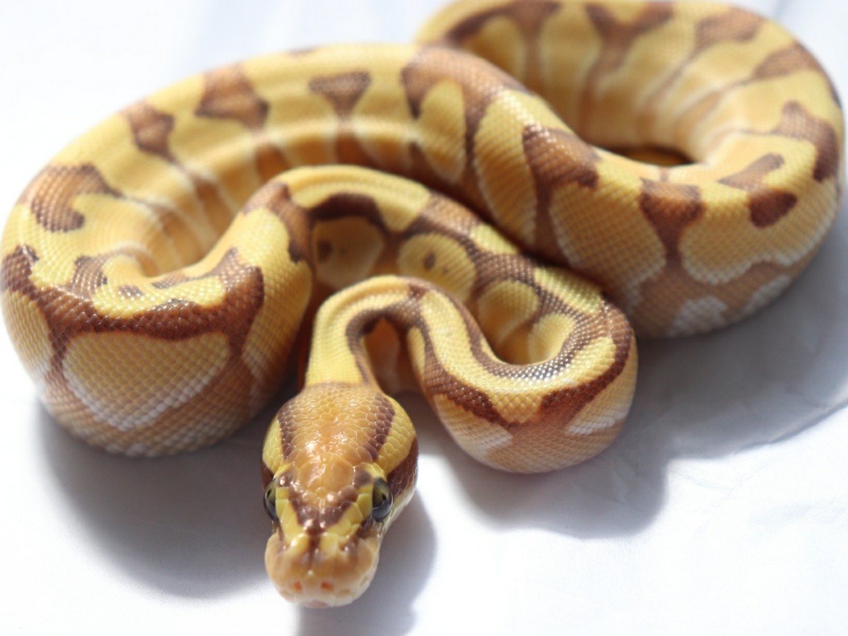 Banana Black Pastel Enchi Lesser