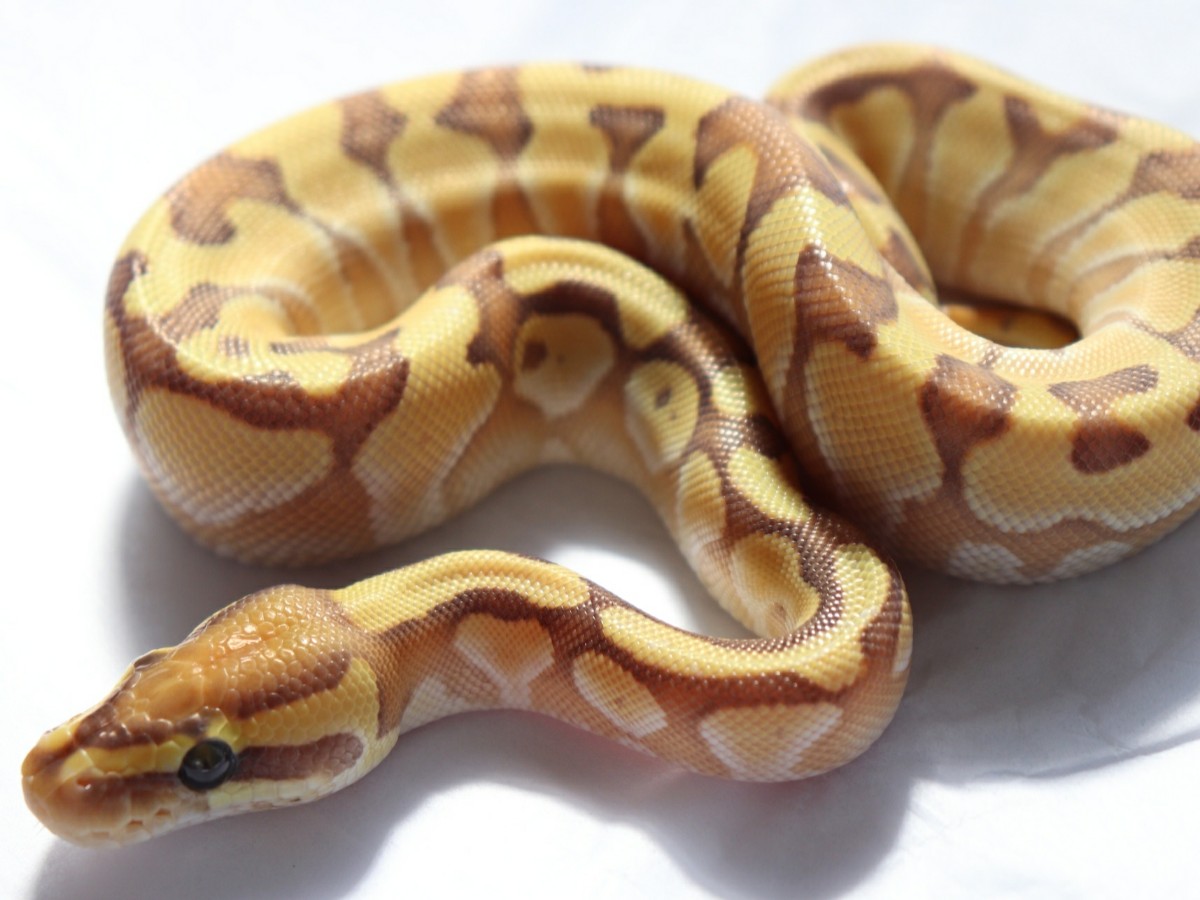 Banana Black Pastel Enchi Lesser