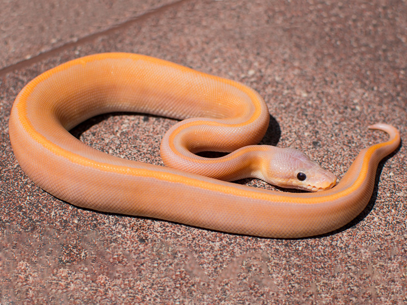 Banana Black Pastel Genetic Stripe