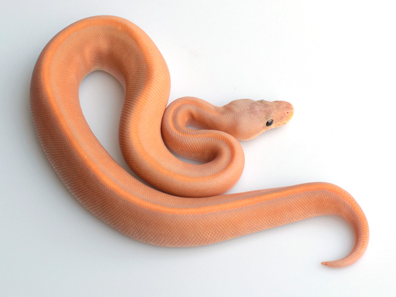 Banana Black Pastel Genetic Stripe