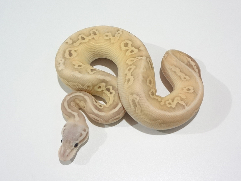 Banana Black Pastel Lesser Pastel