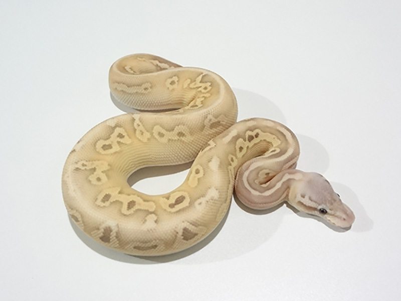 Banana Black Pastel Lesser Pastel