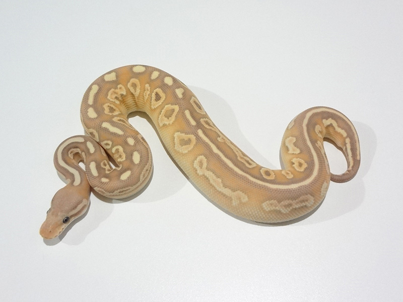 Banana Black Pastel Lesser