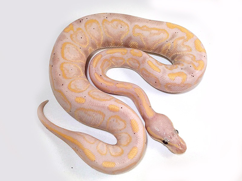 Banana Black Pastel Specter