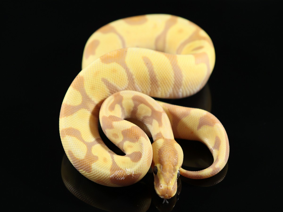 Banana Black Pastel Super Enchi