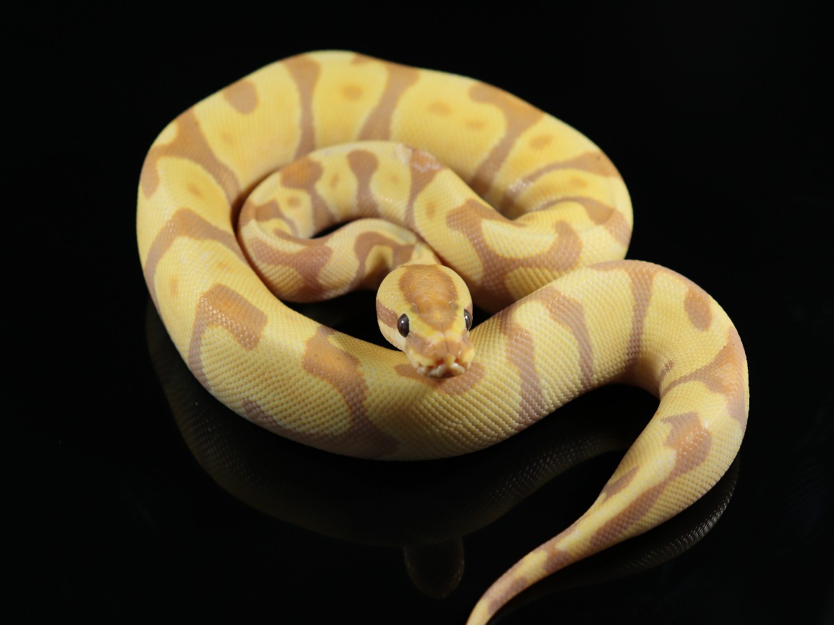 Banana Black Pastel Super Enchi