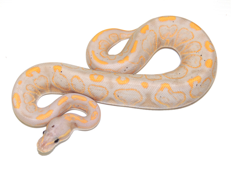 Banana Black Pastel Yellow Belly.