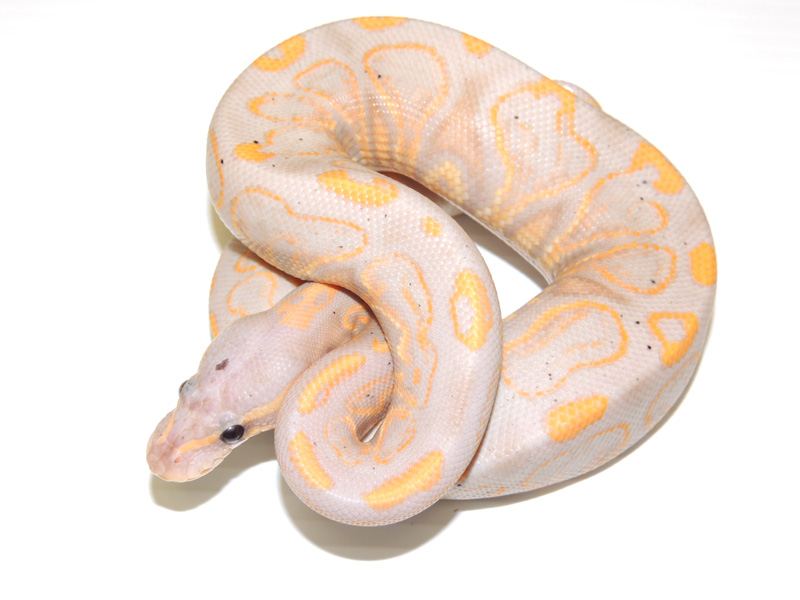 Banana Black Pastel Yellow Belly