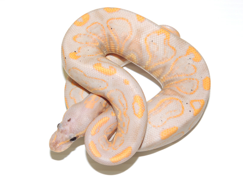 Banana Black Pastel Yellow Belly