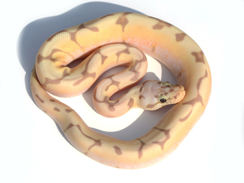 Morph List World of Ball Pythons
