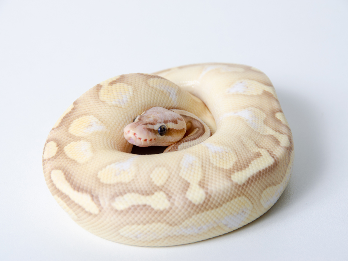 Banana Butter Calico Pastel