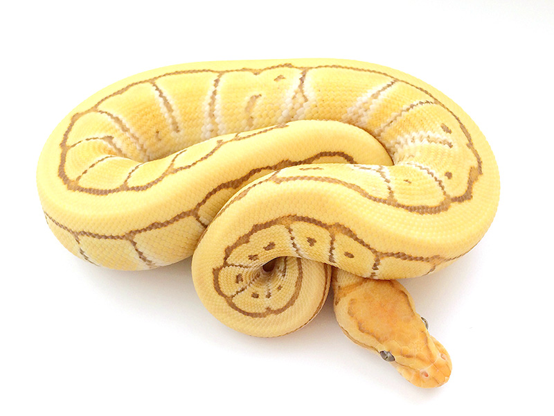 Banana Butter Desert Ghost Pinstripe