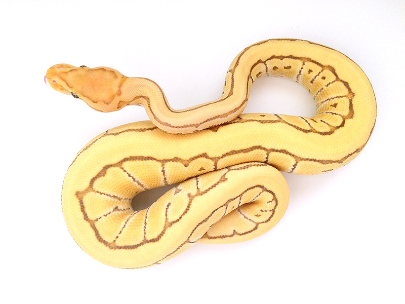 Banana Butter Desert Ghost Pinstripe
