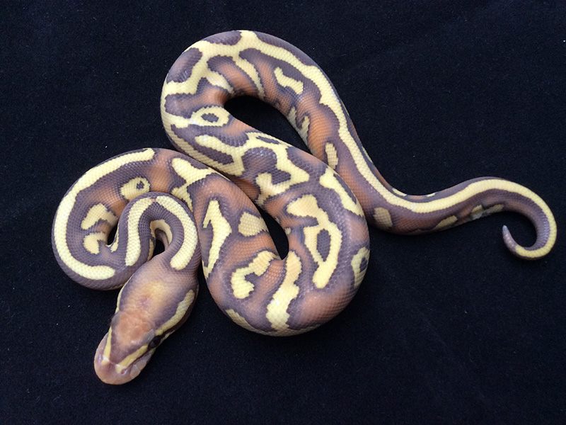 Banana Butter Enchi Leopard