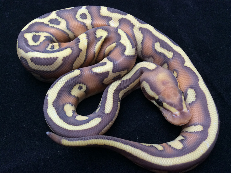 Banana Butter Enchi Leopard