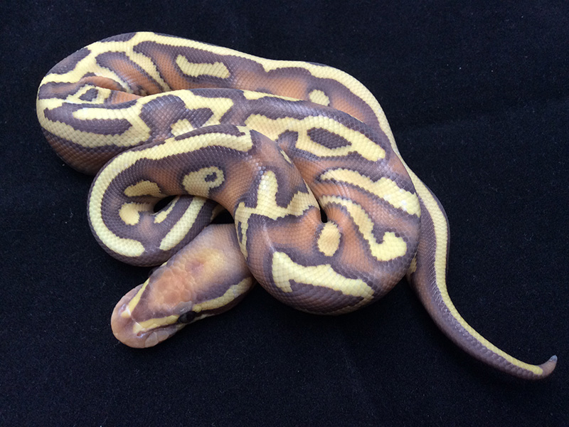 Banana Butter Enchi Leopard