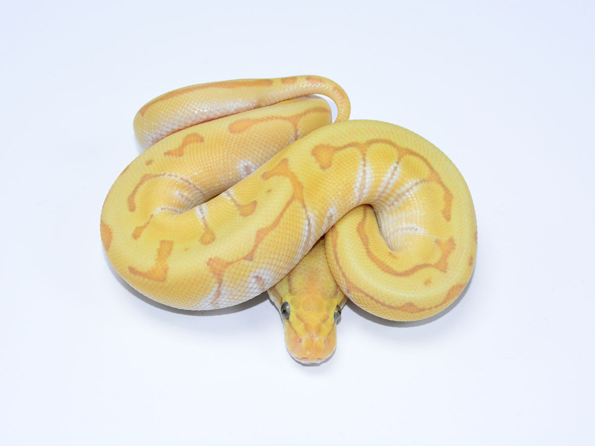 Banana Butter Enchi Pinstripe