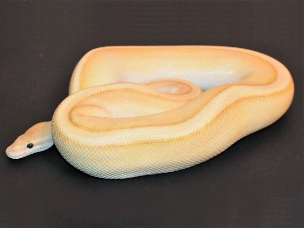 Banana Butter Genetic Stripe