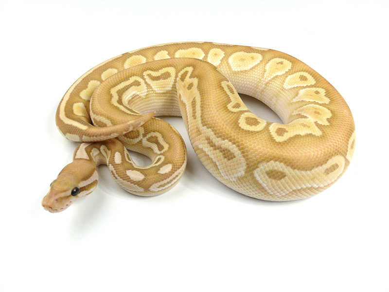 Banana Butter Het Red Axanthic