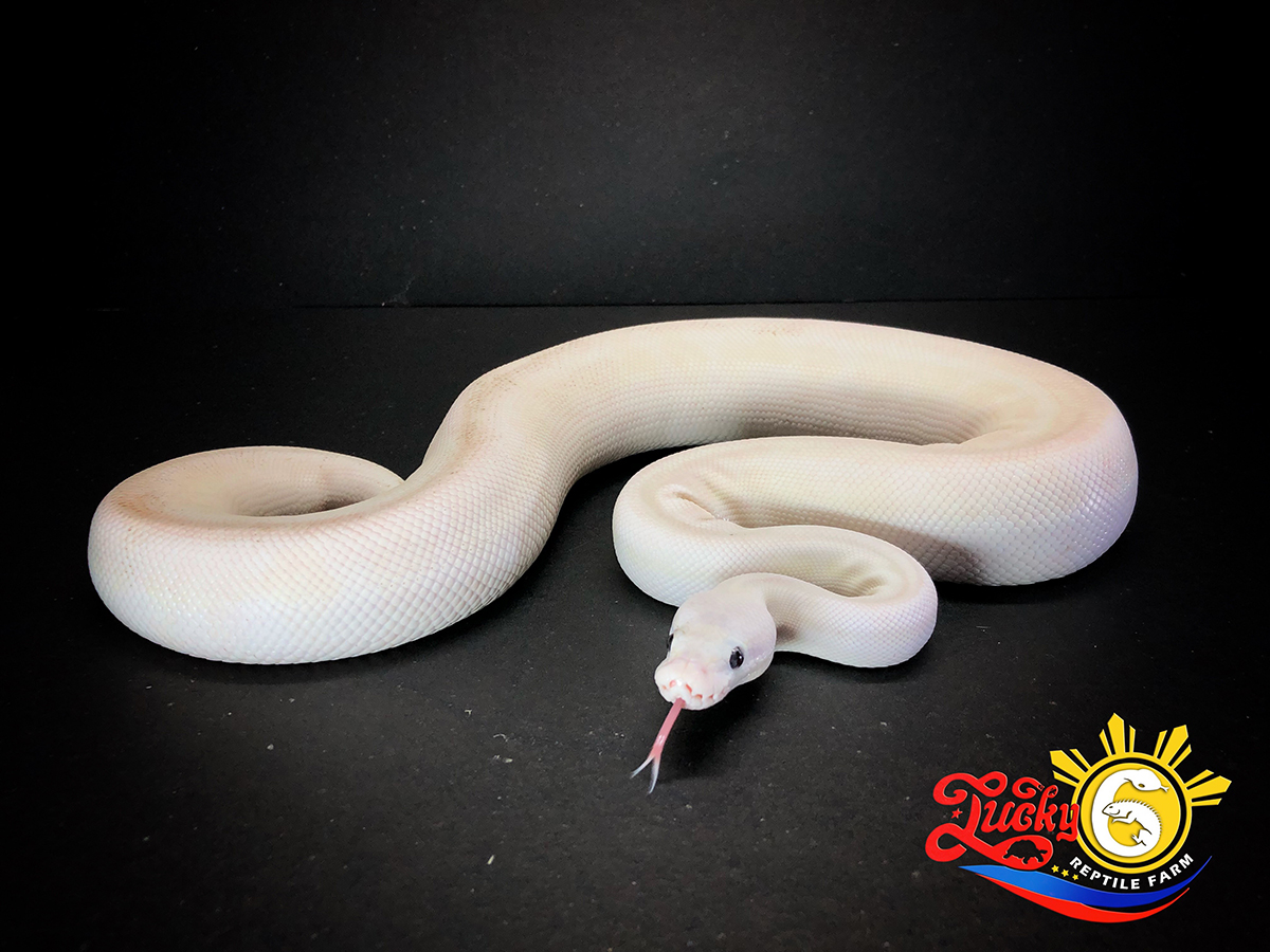 Morph List World of Ball Pythons