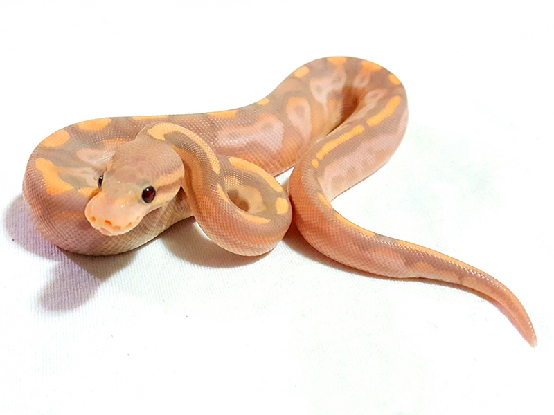 Banana Calico Cinnamon