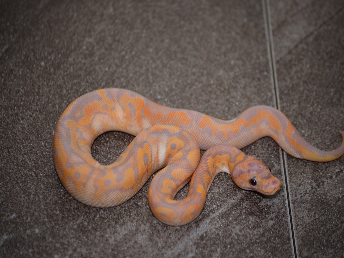 Banana Calico Clown Pastel