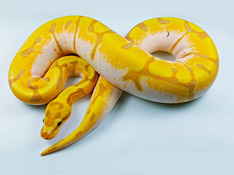 Banana Calico Enchi Woma