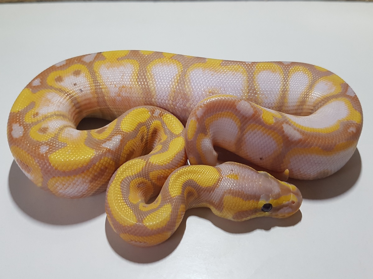 Each pied ball python for sale is a healthy and unique specimen. 