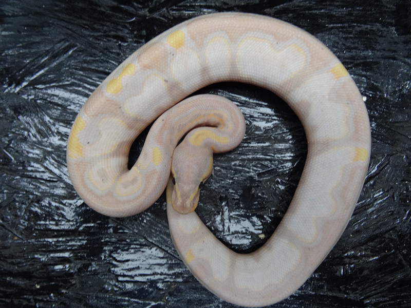 Banana Calico Genetic Black Back