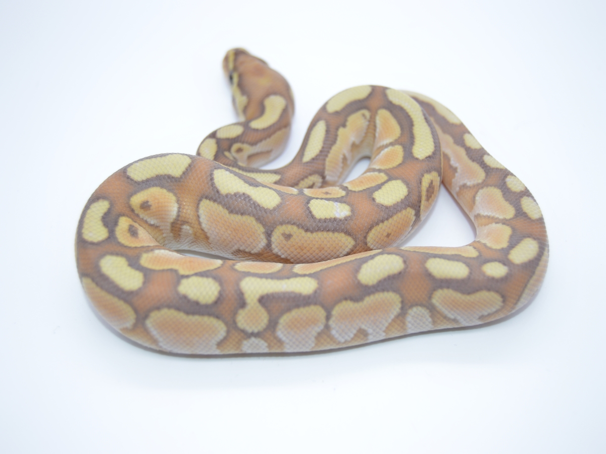 Banana Calico Lesser