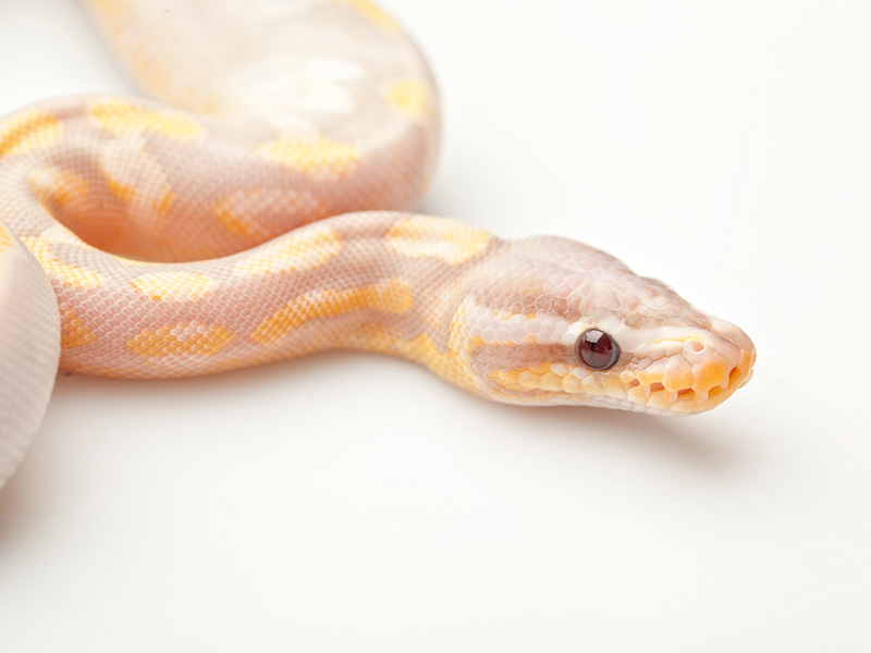 Banana Calico Pastel Yellow Belly - Regiusco Line