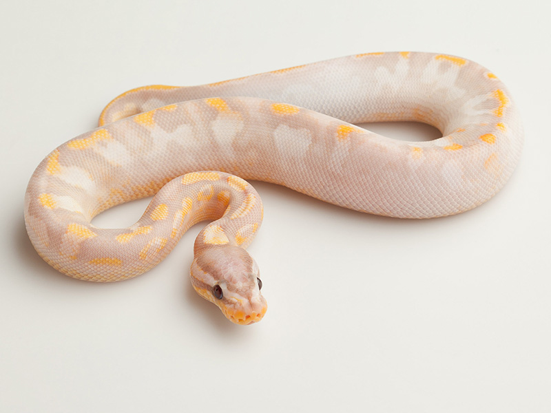 Banana Calico Pastel Yellow Belly - Regiusco Line