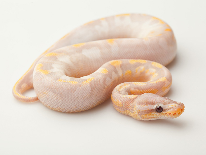 Banana Calico Pastel Yellow Belly - Regiusco Line